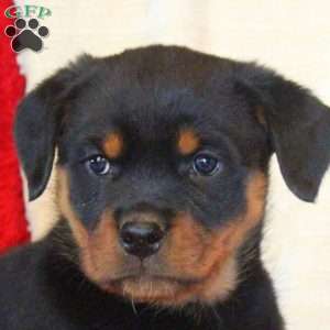 Esther, Rottweiler Puppy