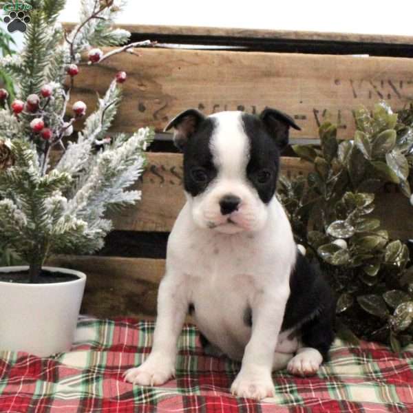 Esther, Boston Terrier Puppy