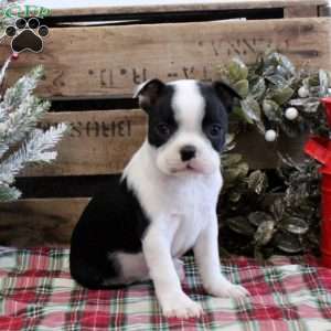 Esther, Boston Terrier Puppy