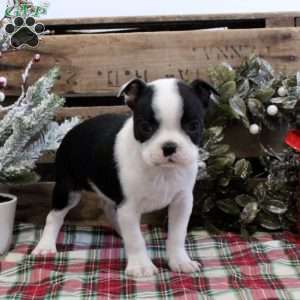 Esther, Boston Terrier Puppy