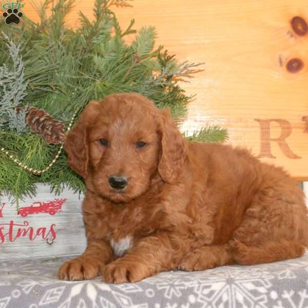 Ethan, Goldendoodle Puppy