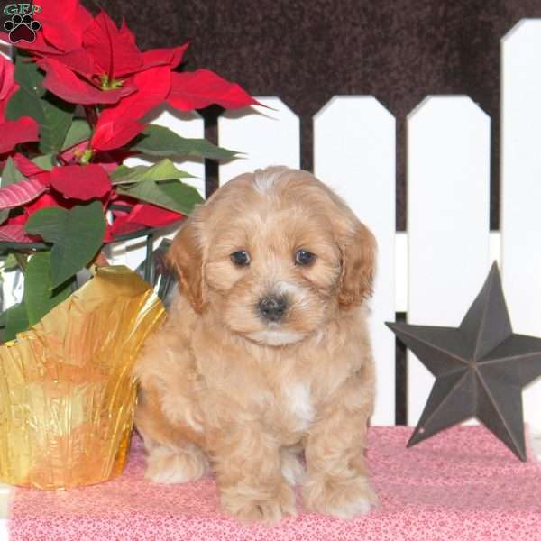 Ethan, Maltipoo Puppy