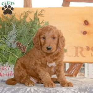 Ethan, Goldendoodle Puppy