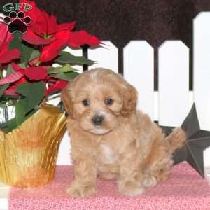 Ethan, Maltipoo Puppy