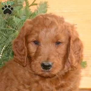 Ethan, Goldendoodle Puppy