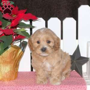 Ethan, Maltipoo Puppy