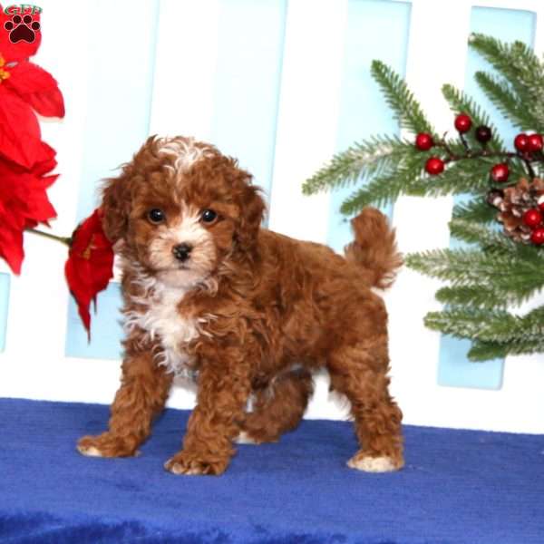 Ethan, Toy Poodle Puppy