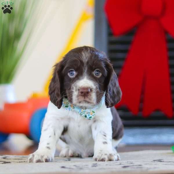 Evan, English Springer Spaniel Puppy