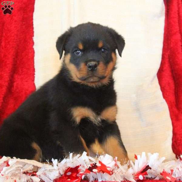 Evan, Rottweiler Puppy