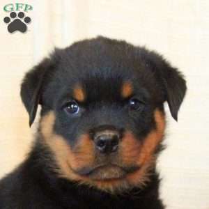 Evan, Rottweiler Puppy