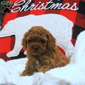 Eve, Miniature Poodle Puppy