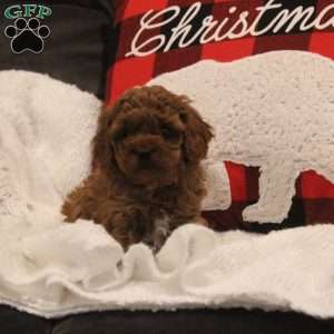 Eve, Miniature Poodle Puppy