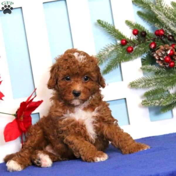 Everest, Toy Poodle Puppy