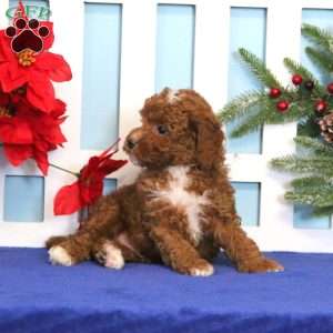 Everest, Toy Poodle Puppy