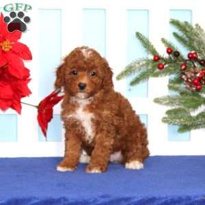 Everest, Toy Poodle Puppy