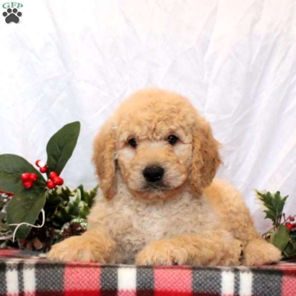 Everett, Goldendoodle Puppy