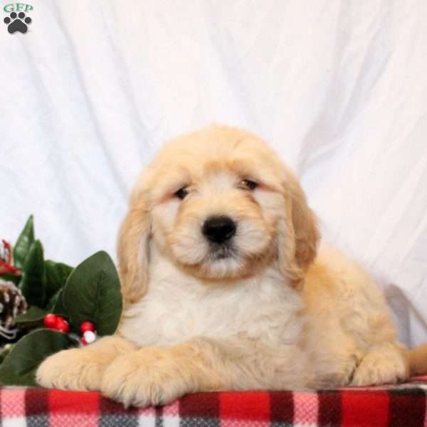 Ezekiel, Goldendoodle Puppy