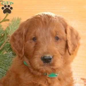 Ezra, Goldendoodle Puppy