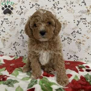 Jolly, Cockapoo Puppy