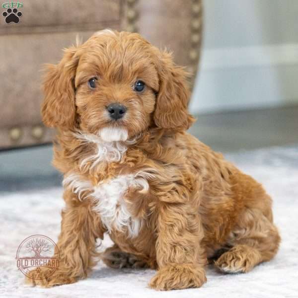 Brandy, Cavapoo Puppy