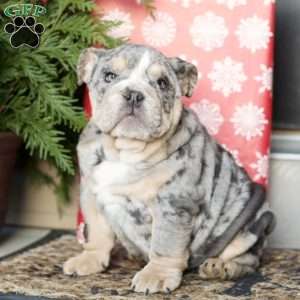 Platinum, English Bulldog Puppy