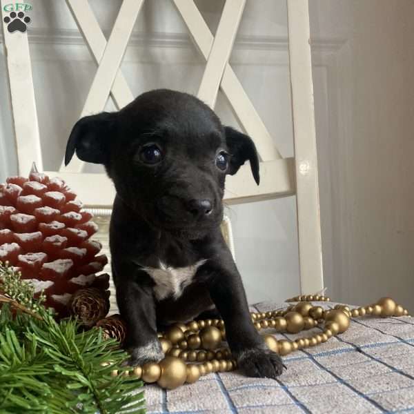 Flower, Jack Russell Mix Puppy