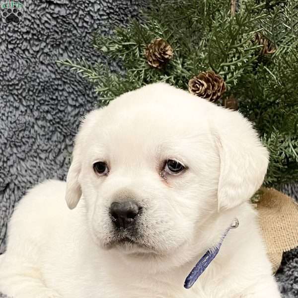 Darla, Yellow Labrador Retriever Puppy