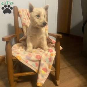 Tate, West Highland Terrier Puppy