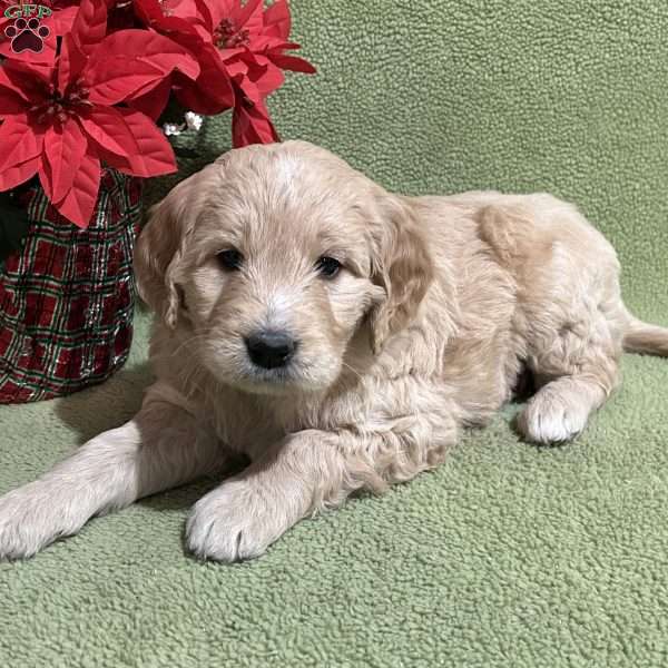 ELSA, Goldendoodle Puppy