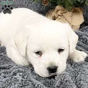 Dixie, Yellow Labrador Retriever Puppy