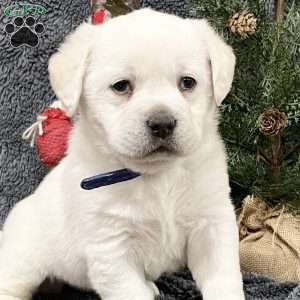 Darla, Yellow Labrador Retriever Puppy