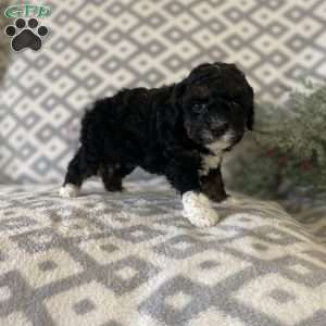 Maddie, Mini Bernedoodle Puppy