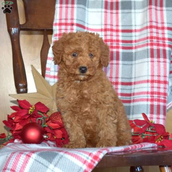 Faith, Mini Goldendoodle Puppy