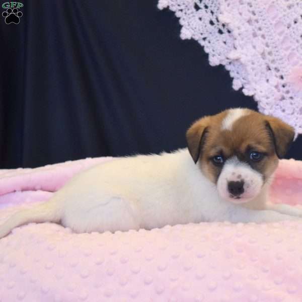 Faith, Jack Russell Terrier Puppy