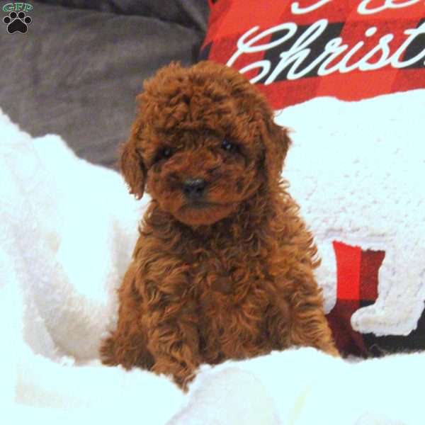 Faith, Miniature Poodle Puppy