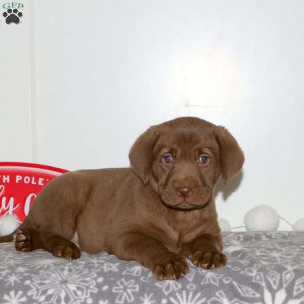 Faith, Chocolate Labrador Retriever Puppy