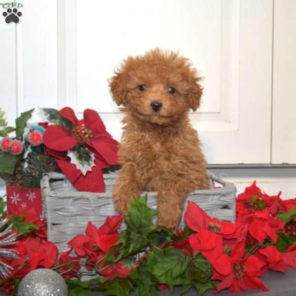 Faith, Miniature Poodle Mix Puppy