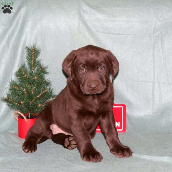 Faith, Chocolate Labrador Retriever Puppy