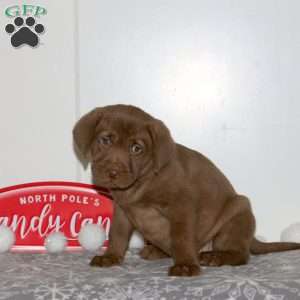 Faith, Chocolate Labrador Retriever Puppy