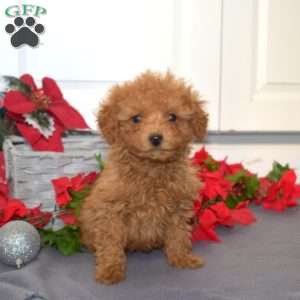 Faith, Miniature Poodle Mix Puppy