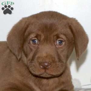 Faith, Chocolate Labrador Retriever Puppy