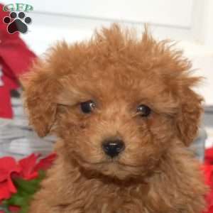 Faith, Miniature Poodle Mix Puppy