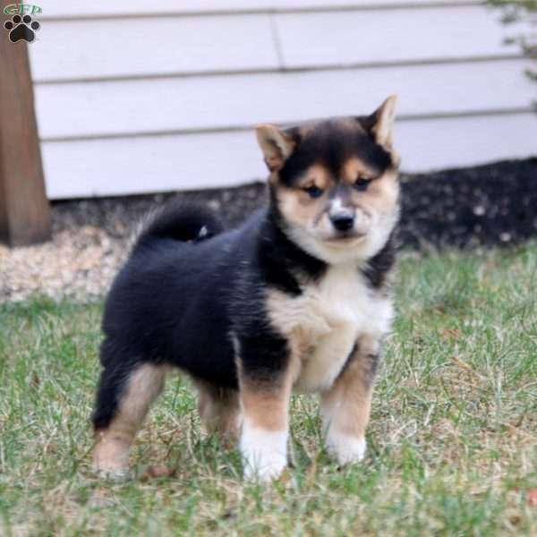 Faith, Shiba Inu Puppy