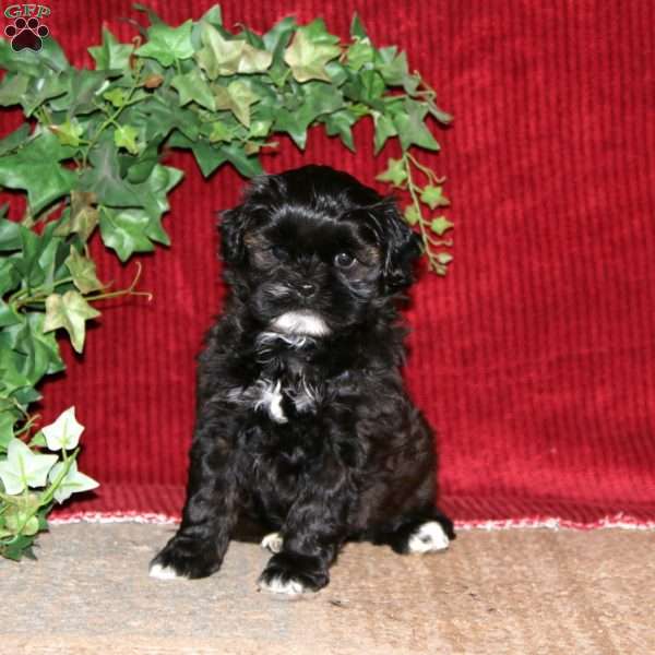 Faith, Shih-Poo Puppy