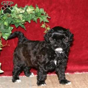 Faith, Shih-Poo Puppy