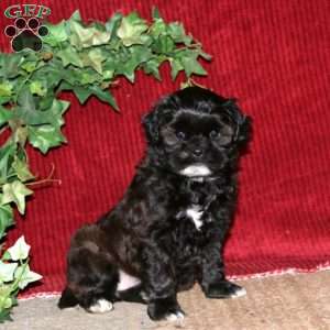 Faith, Shih-Poo Puppy