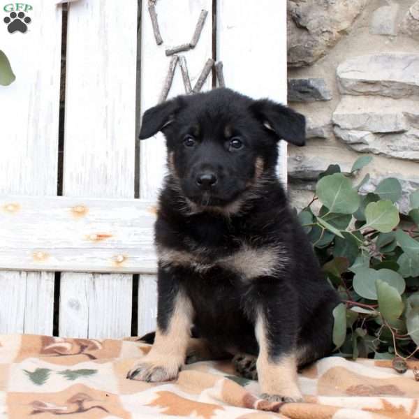 Faline, German Shepherd Puppy