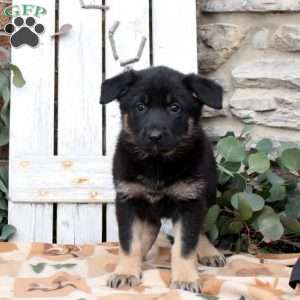 Faline, German Shepherd Puppy