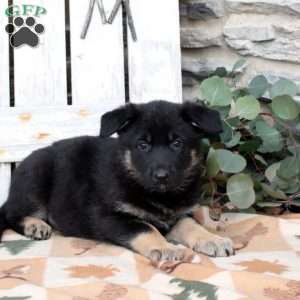 Faline, German Shepherd Puppy