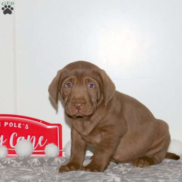 Fancy, Chocolate Labrador Retriever Puppy